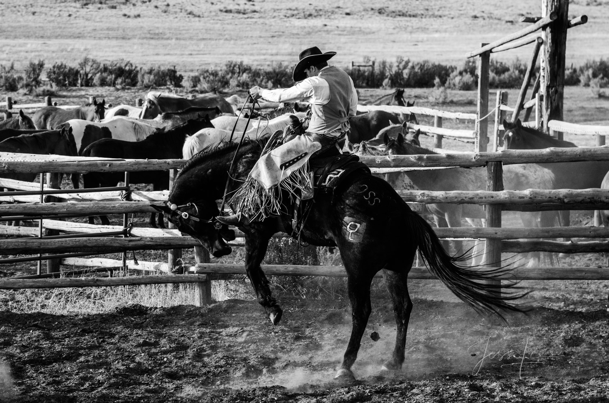 High Handed Fine Art Limited Edition Photo Prints of Cowboys, Horses, and life in the West. Cowboy pictures in black and white. High Handed...