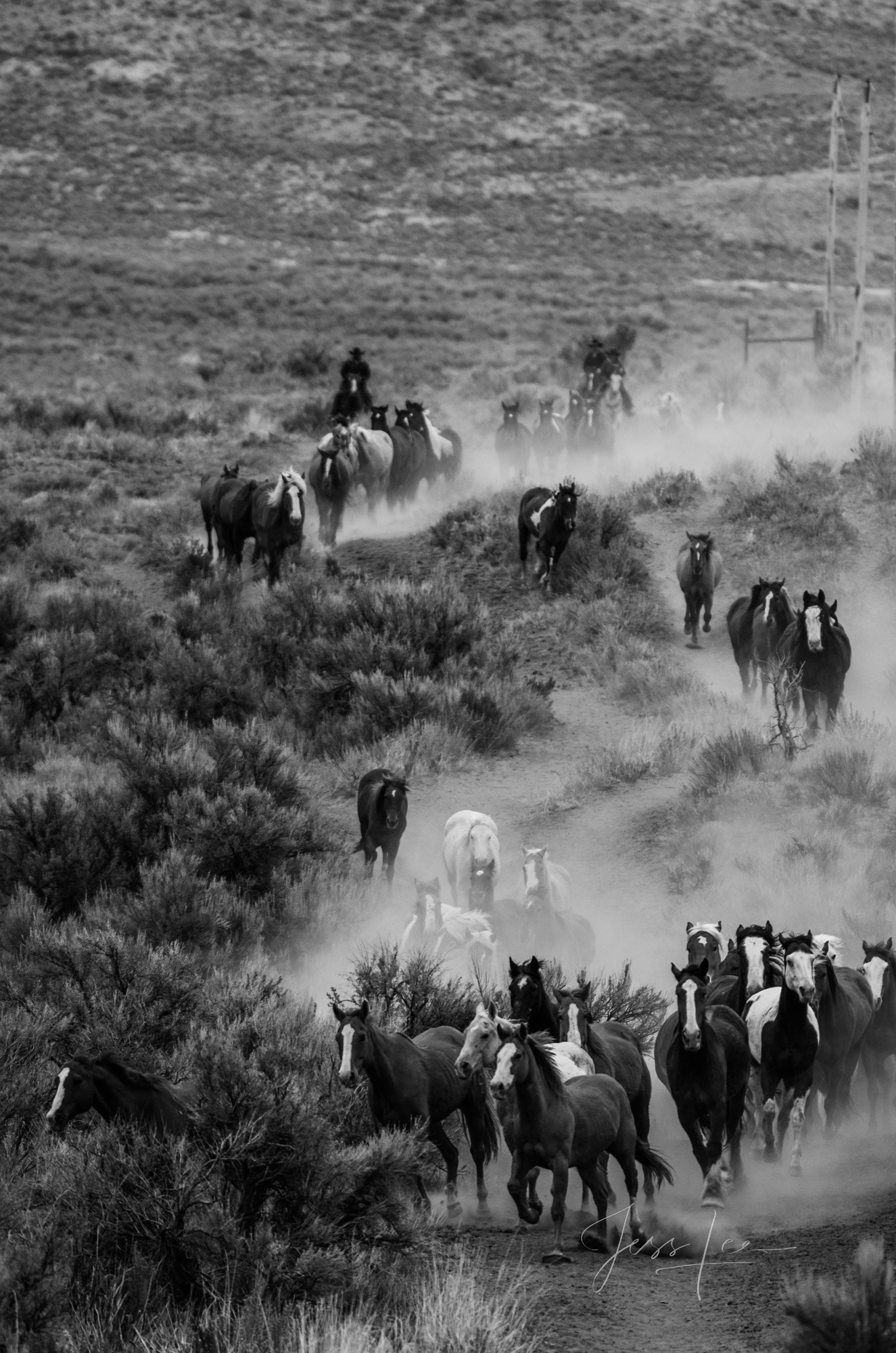 Fine Art Limited Edition Photo Prints of Cowboys, Horses, and life in the West. Horse Trails. A Cowboy picture in black and white...