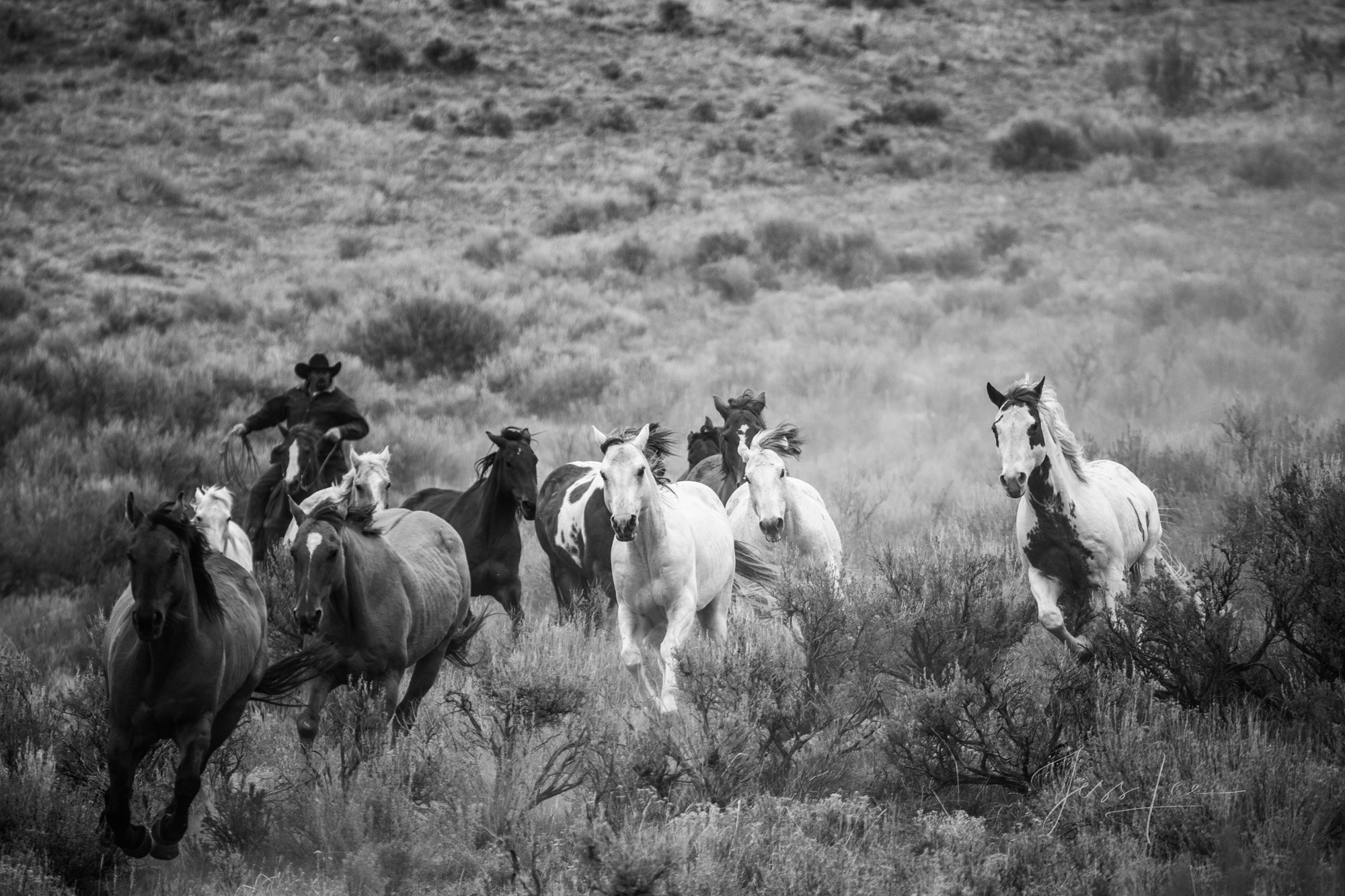Fine Art Limited Edition Photo Prints of Cowboys, Horses, and life in the West. Bring em on. A Cowboy picture in black and white...