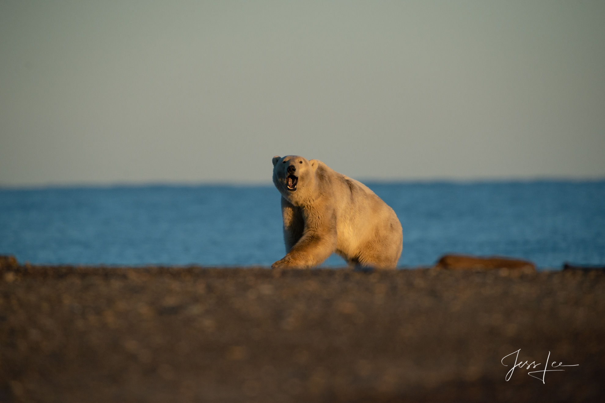 Limited Edition Lone Polar Bear Wildlife photos