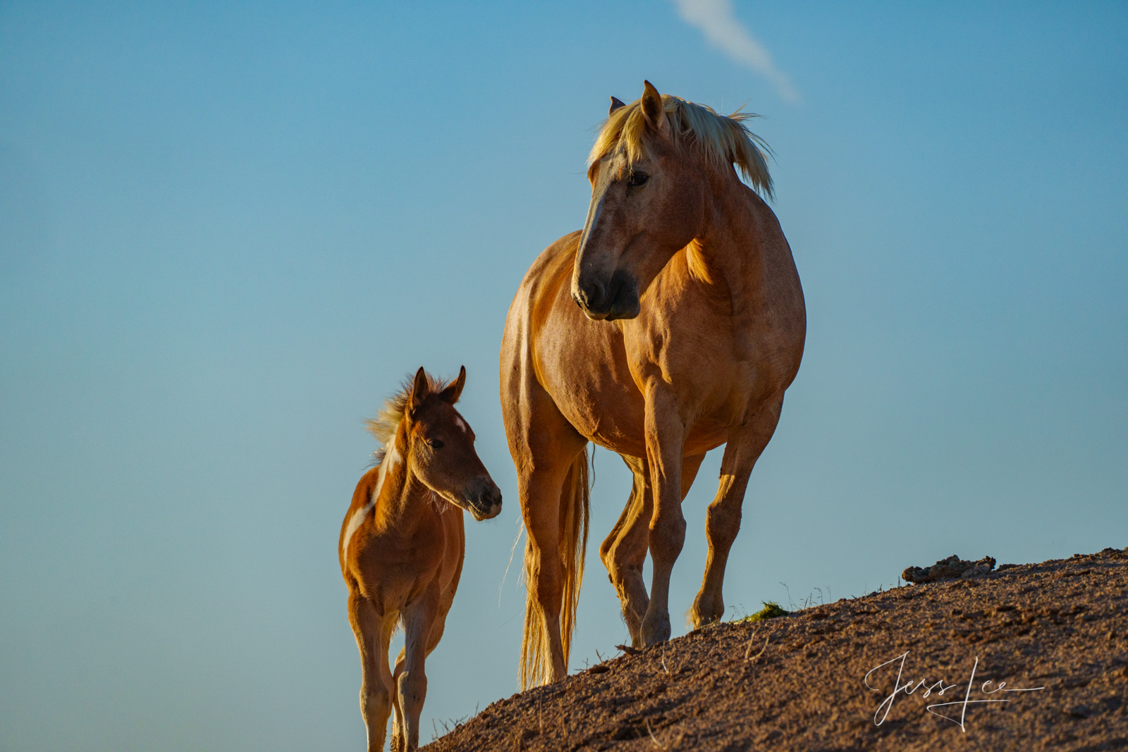 Fine Art Limited Edition Photography of Wild Mustang Horse. Wild Horses or Mustang herd. This is part of the luxurious collection...