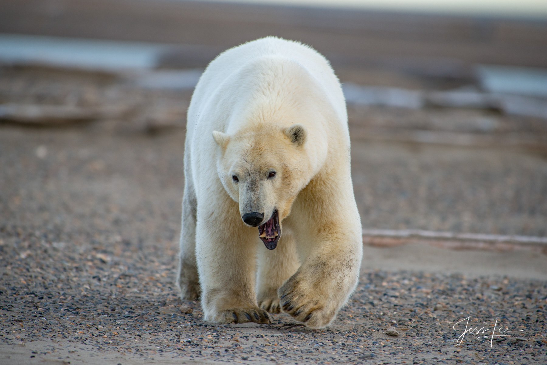 Limited Edition Wildlife photos. Alaska Polar Bear charging