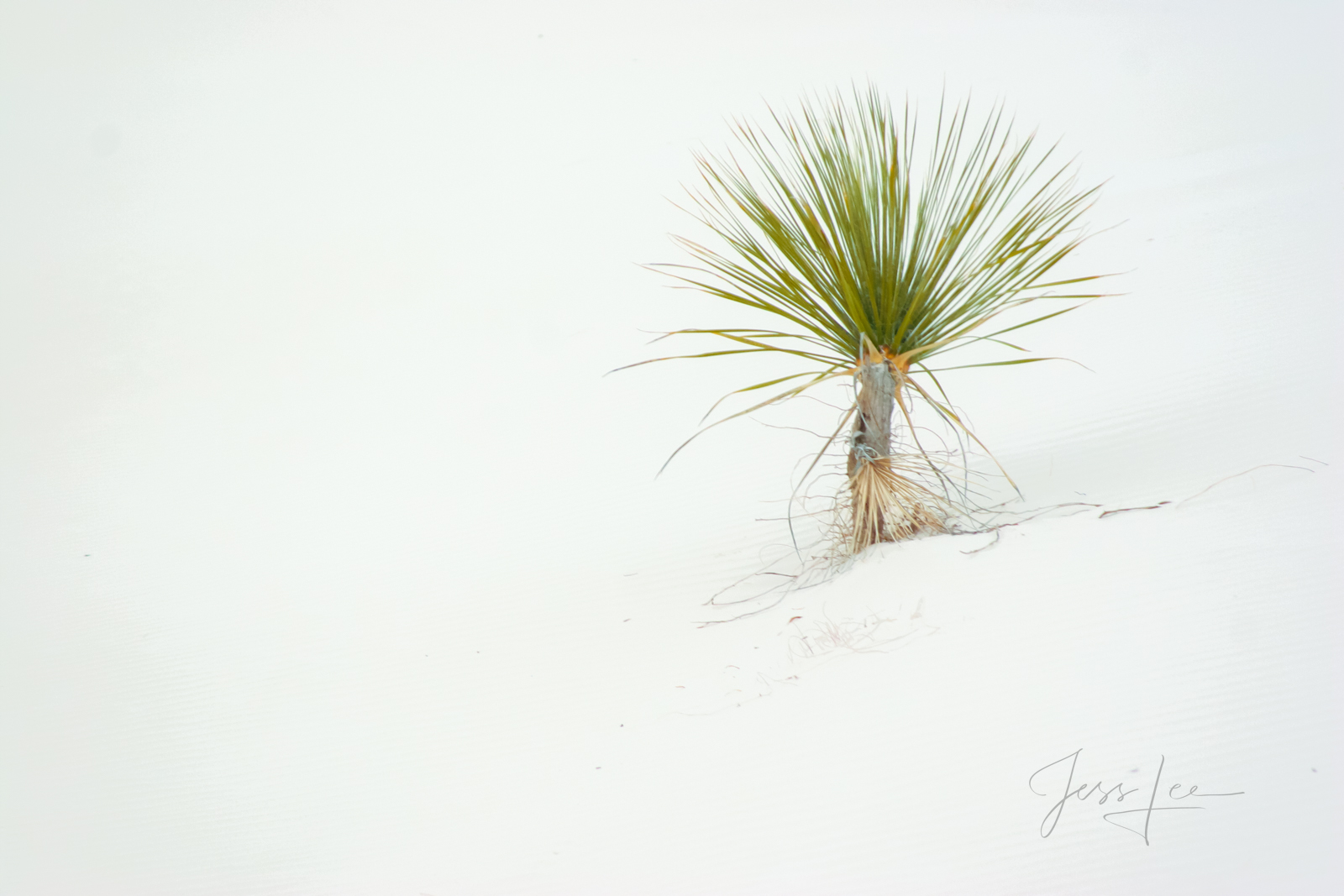 White Sands National Park Sand Dune Picture