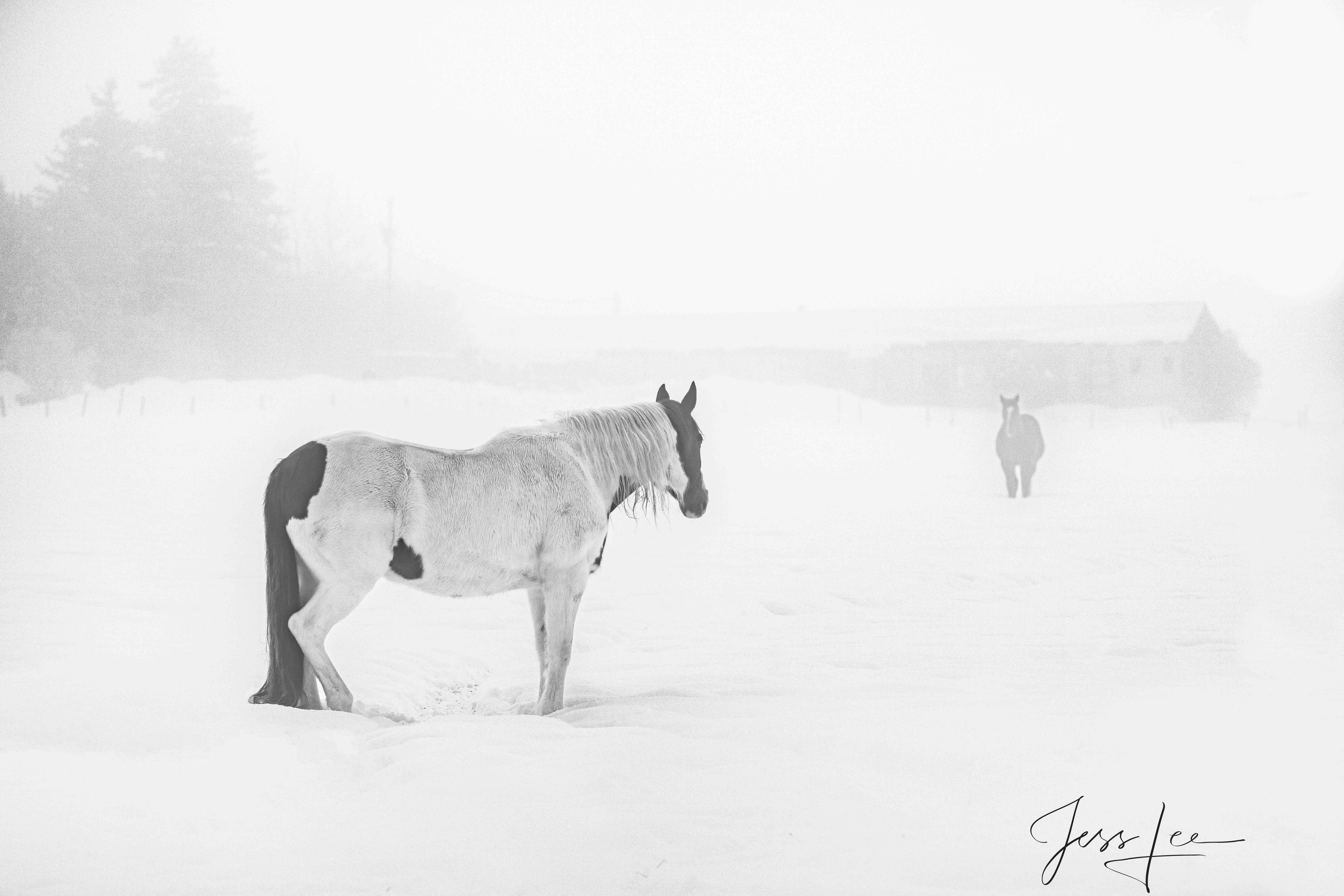 A strange lone horse approaching the barn and another horse in the winter morning fog.