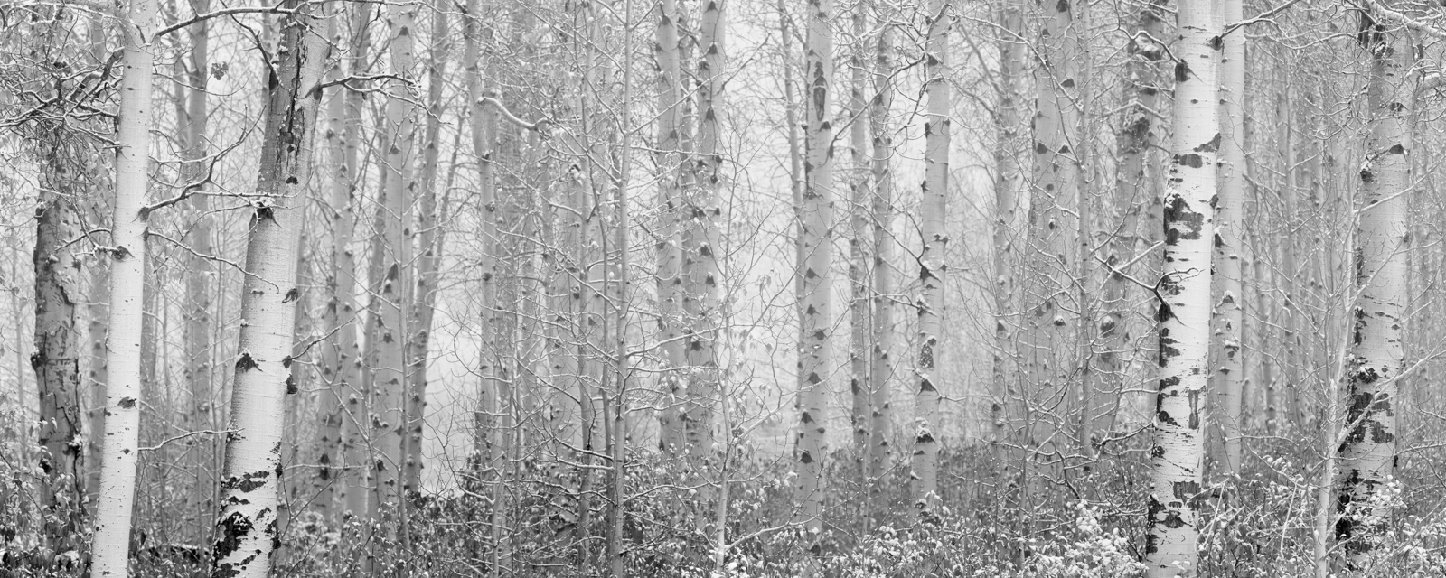 Snowy Birch Trees