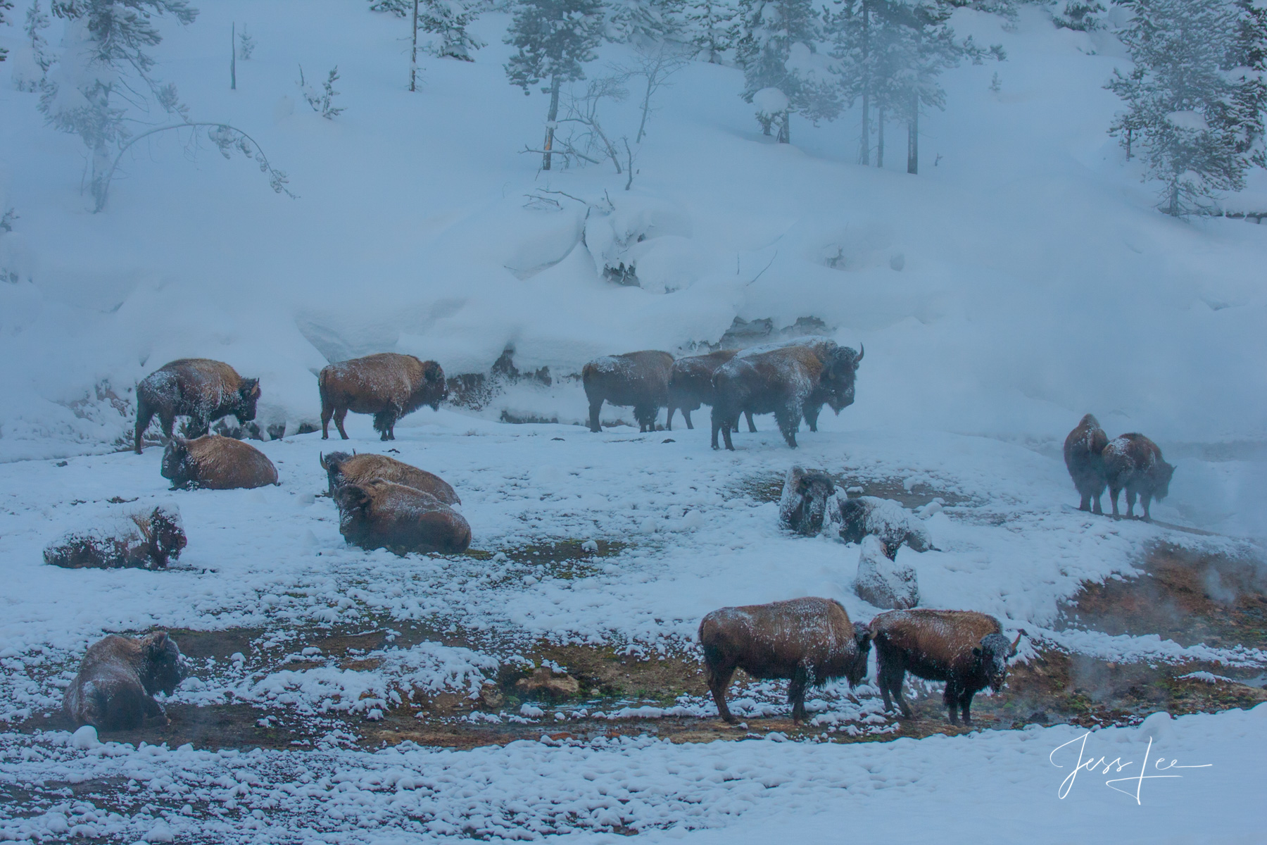 Winter Bison Yellowstone Bison or American Buffalo.. A Limited Edition of 800 Prints.  These Bison wintering the geyser basin...