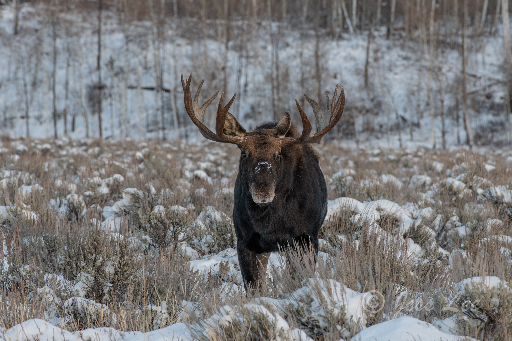 Jackson Hole bull Moose in early winter. Limited Edition of 800 prints. These Moose fine art landscape photographs are offered...
