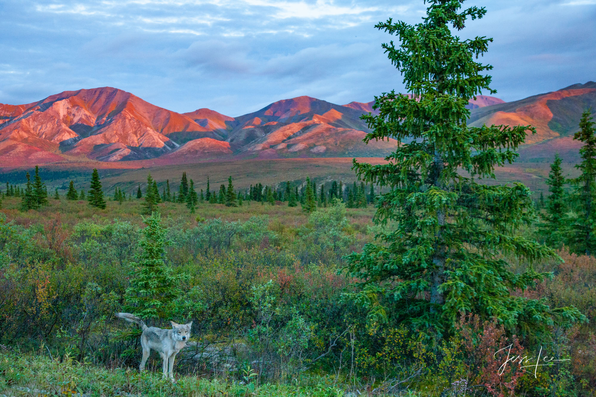 Picture of a wolf roaming in Denali National Park in Alaska 