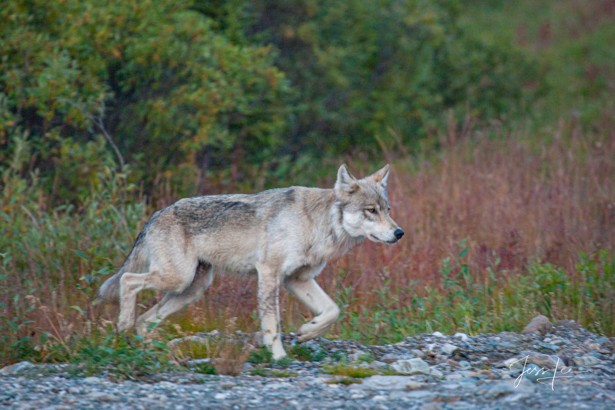 On the Hunt Wolf hunting in Alaskan tundra