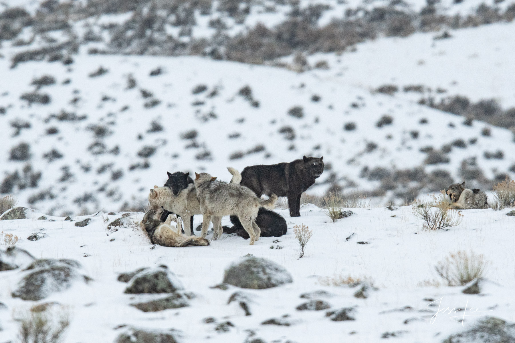 Yellowstone Wolf  Photography, winter, Wolves by Jess Lee