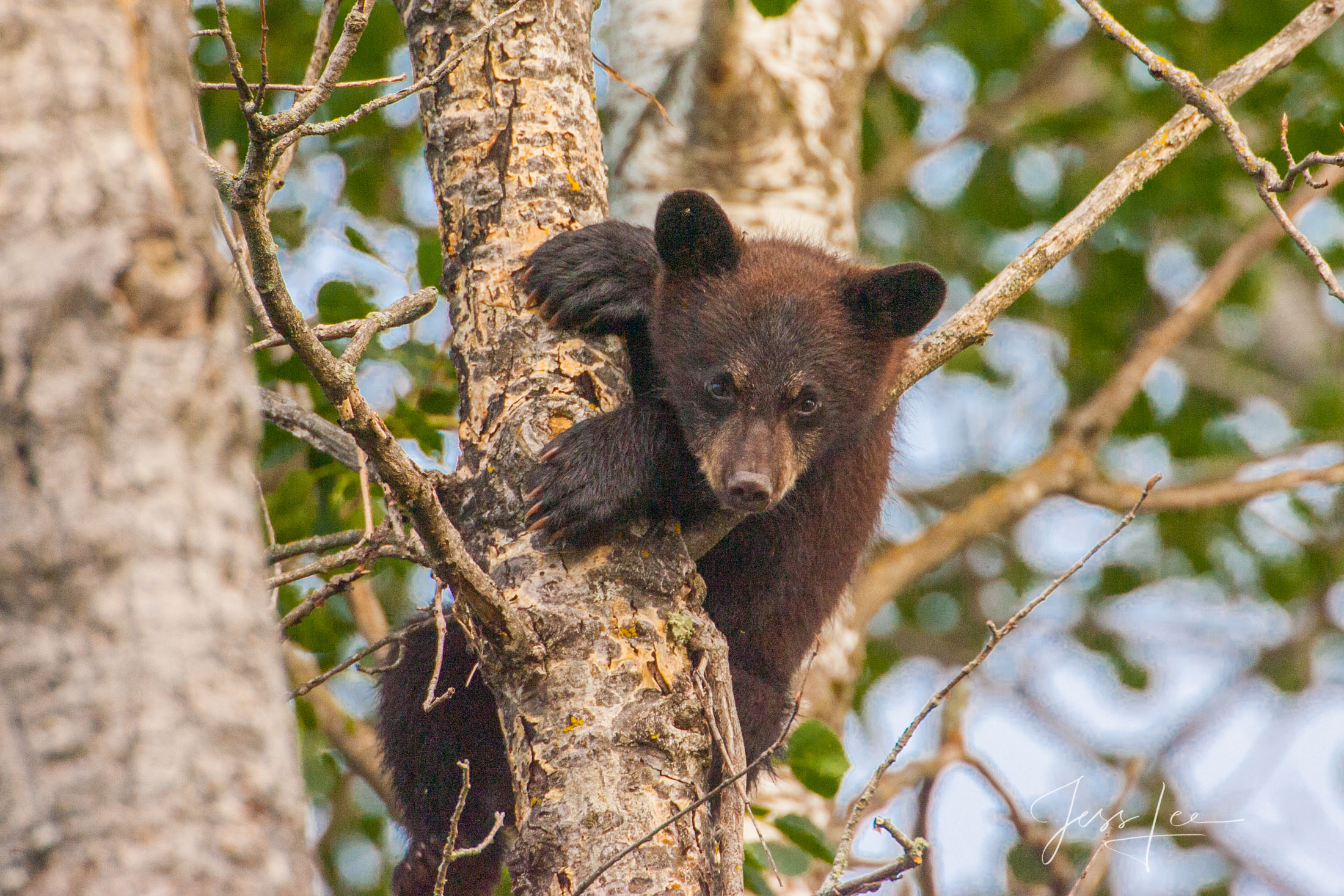 Tree Hugger | Black Bear Yellowstone Black Bear Photography Print.