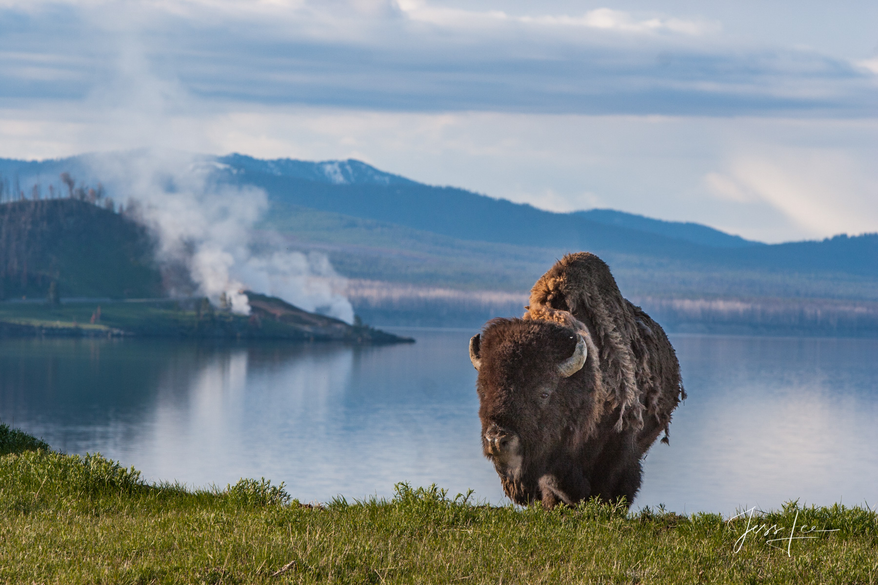 Buffalo Point on Yellowstone Lake Yellowstone Bison Fine Art Photography Print.