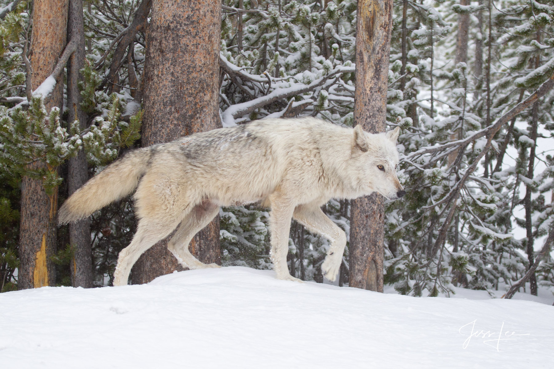 The White Wolf Yellowstone Photography print-Picture of a white Wolf in winter