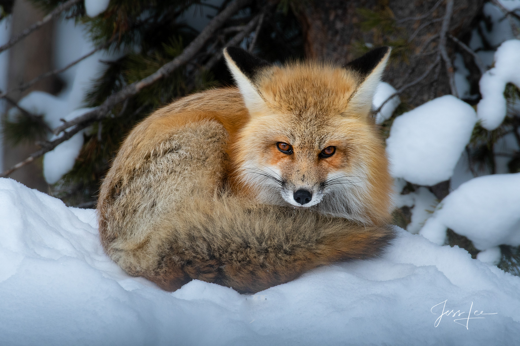Sleepy Fox National Park Photography Fox Picture Limited Edition of 50 Exclusive high-resolution Museum Quality Fine Art Prints. Photos...
