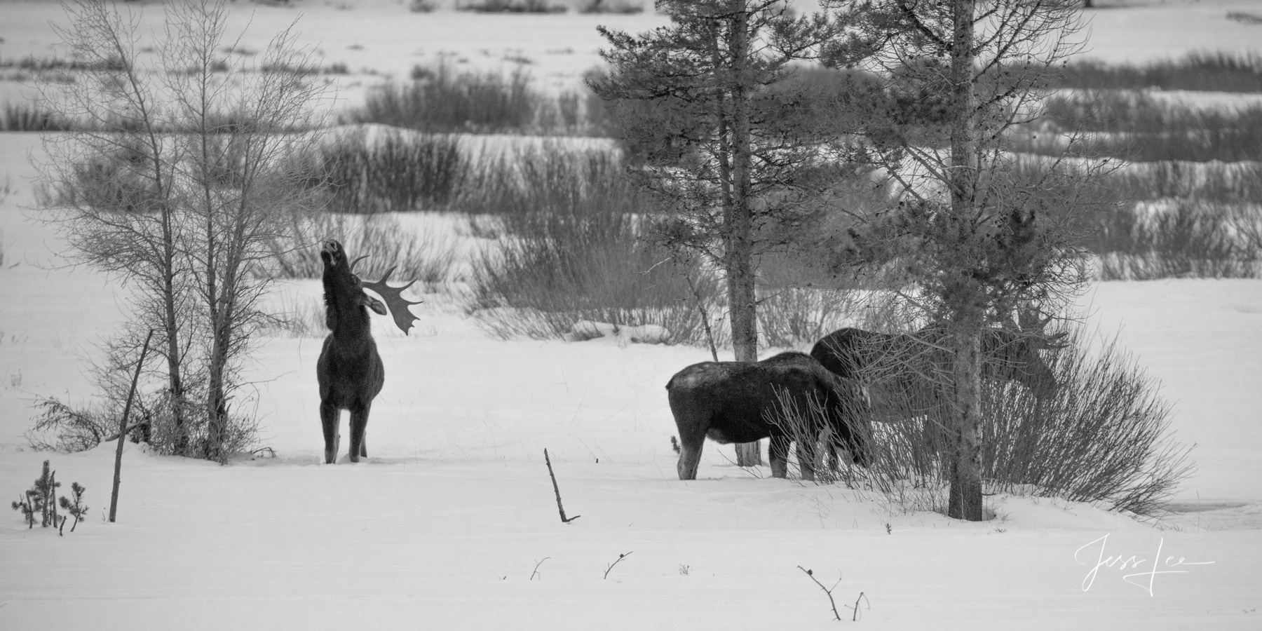 Fine Art Limited Edition of 250 prints. Yellowstone Photography, moose in Winter.  by Jess Lee This Fine Art Landscape photograph...