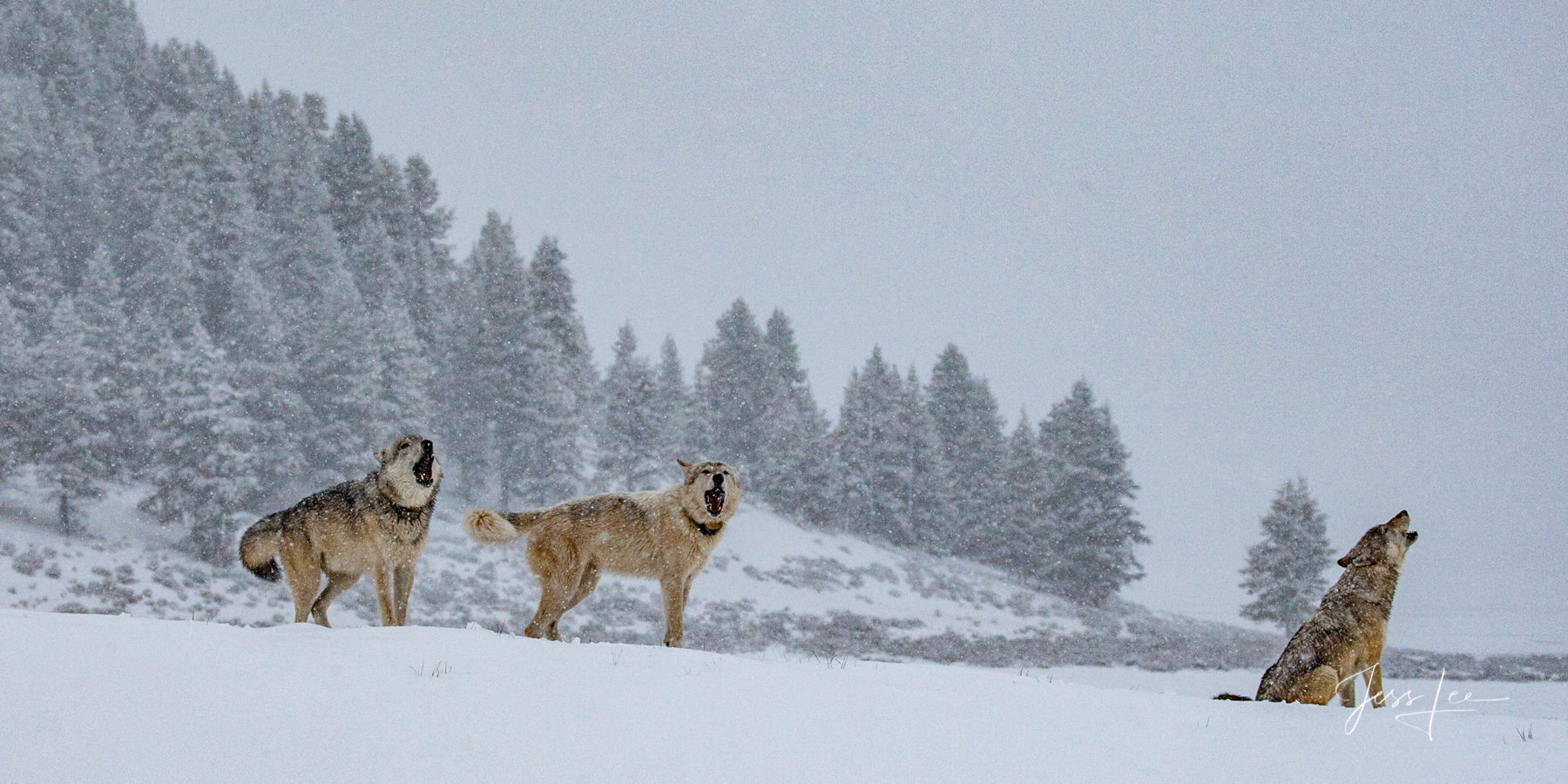 Yellowstone Howl Yellowstone National Park Photographic Print of Howling Wolves