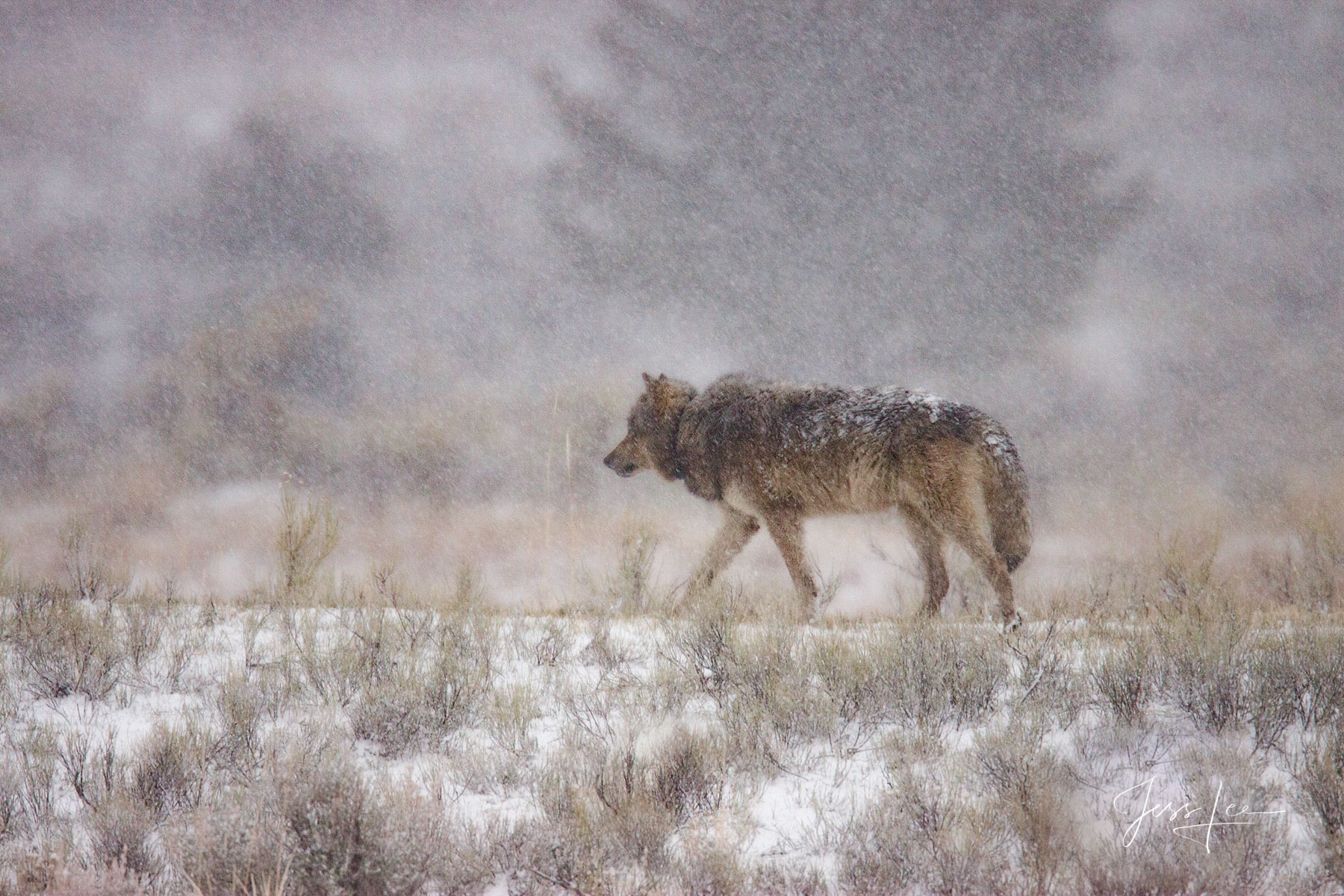Picture of a Wolf hunting in winter