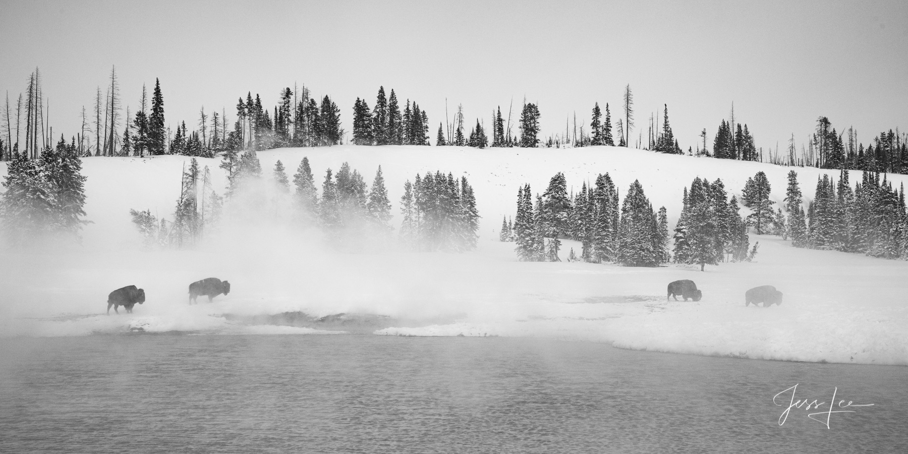Yellowstone Winter6 Yellowstone Photography, winter Bison Pano 6 by Jess Lee