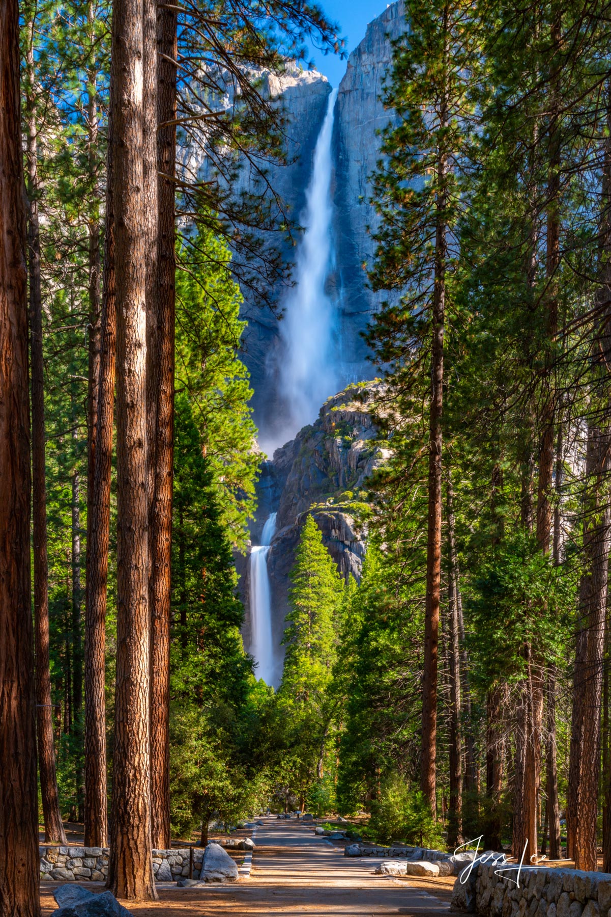 Yosemite Falls in California's Yosemite National Park. A well-maintained trail winds through a forest of evergreens. 