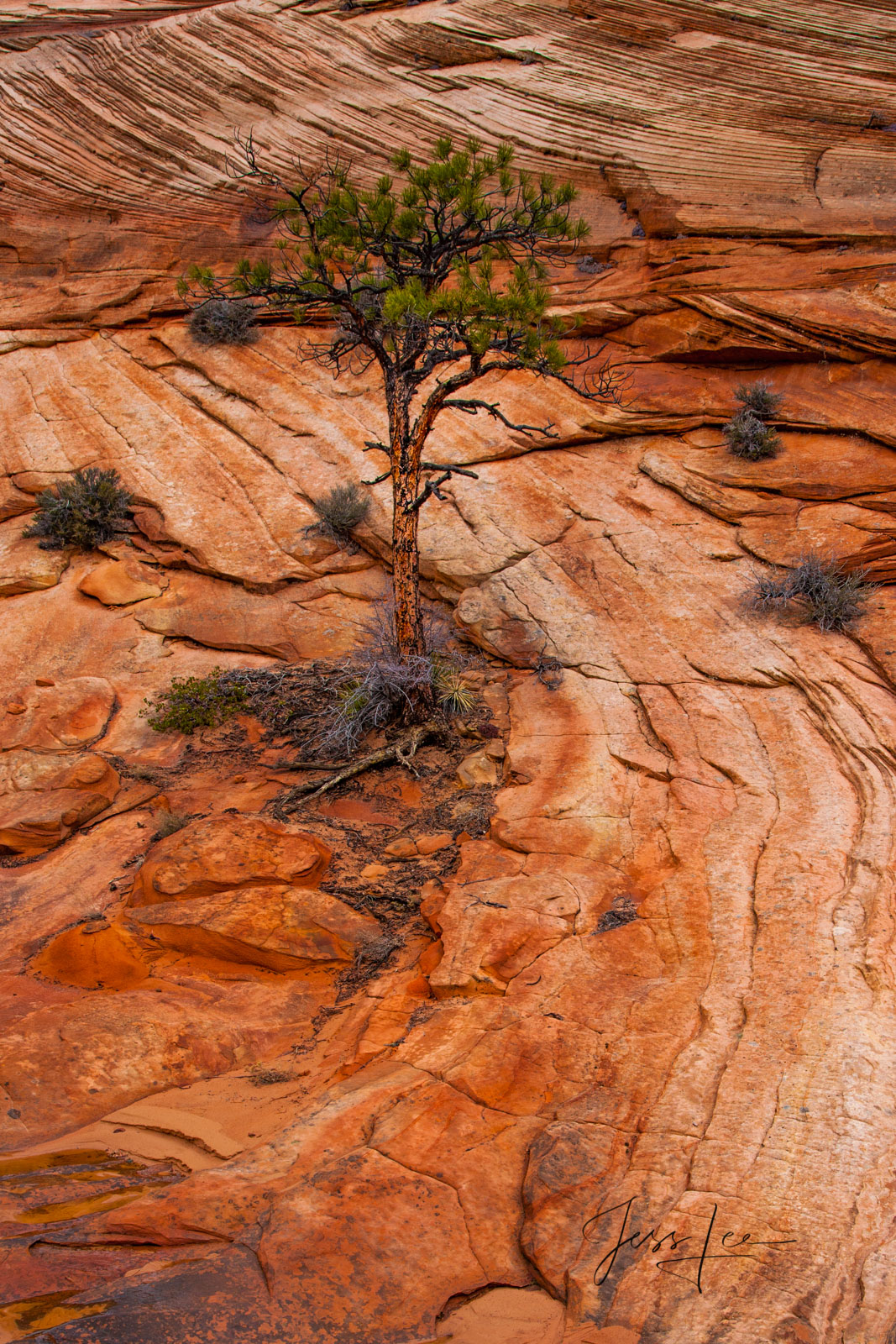 Zion National Park Red Rocks Photograph